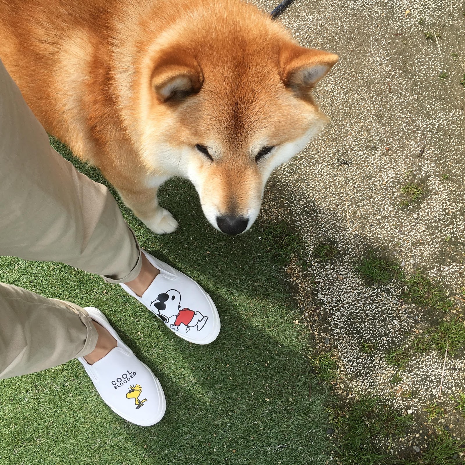 柴っぽくない柴犬ホームズのブログ しまむら様様