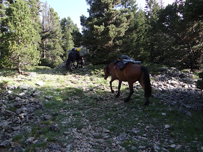 Bandit sur les Hauts Plateaux du Vercors