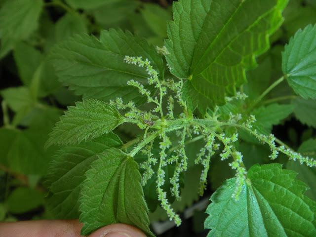 Urtica kioviensis