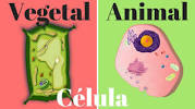 La celula Animal Y vegetal