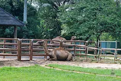 unta kebun binatang ragunan jakarta