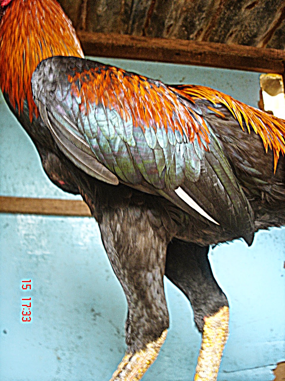 Itik Banyuwangi Ciri ciri khusus ayam  petarung tangguh 