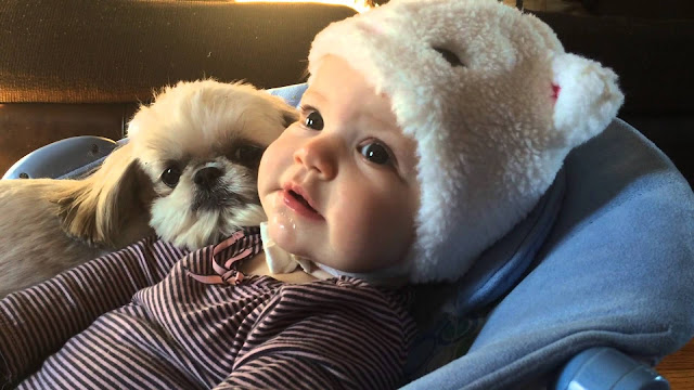 6 coisas que o seu shih tzu faz por você