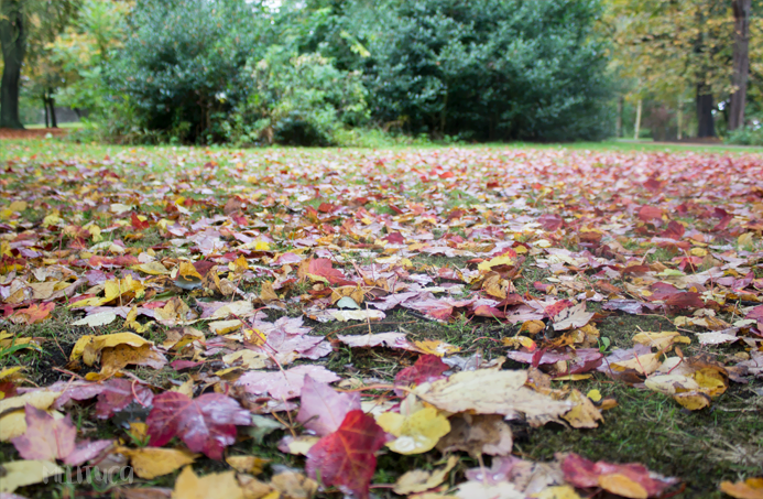 Colores otoño fotografia Belfast