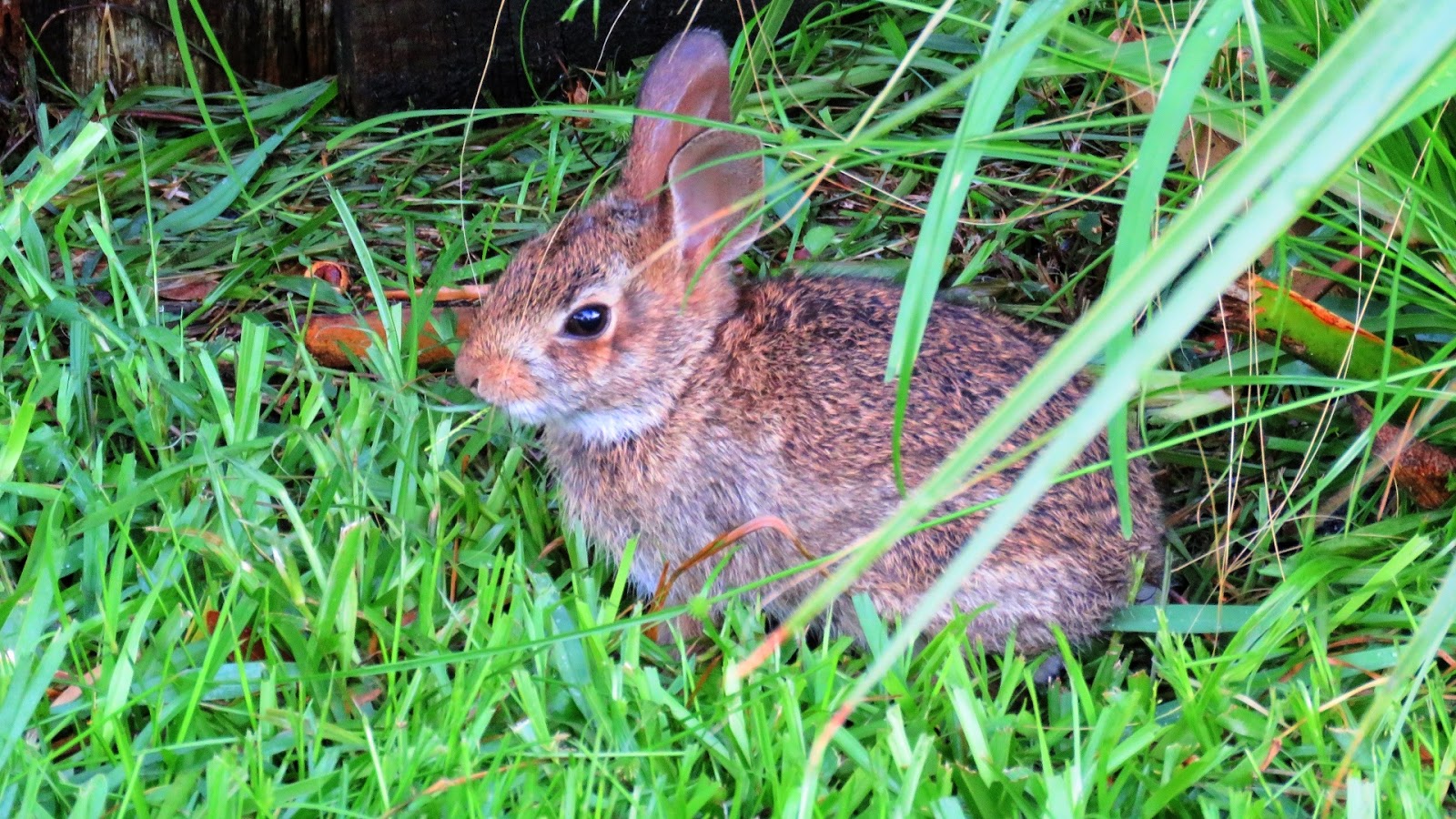 Backyard Birding....and Nature Florida Marsh Rabbit Update