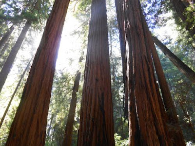 divine light, spiritual awakening, redwoods, muir woods, spiritual nature