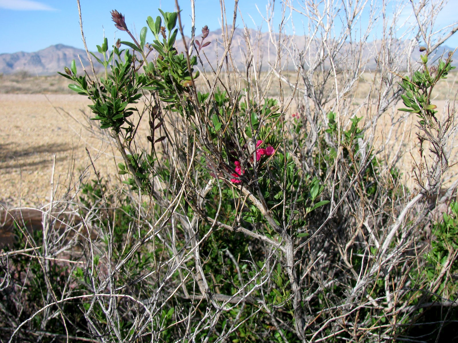 Blogging from the Boot Heel Gardening in the Desert of Southwest New
