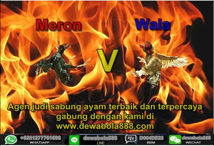 Tips agar bulu ayam aduan mengkillat sabungayam888 Tips agar bulu ayam aduan mengkillat sabungayam888