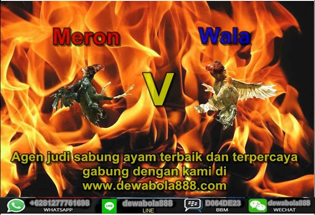 Tips agar bulu ayam aduan mengkillat sabungayam888 Tips agar bulu ayam aduan mengkillat sabungayam888