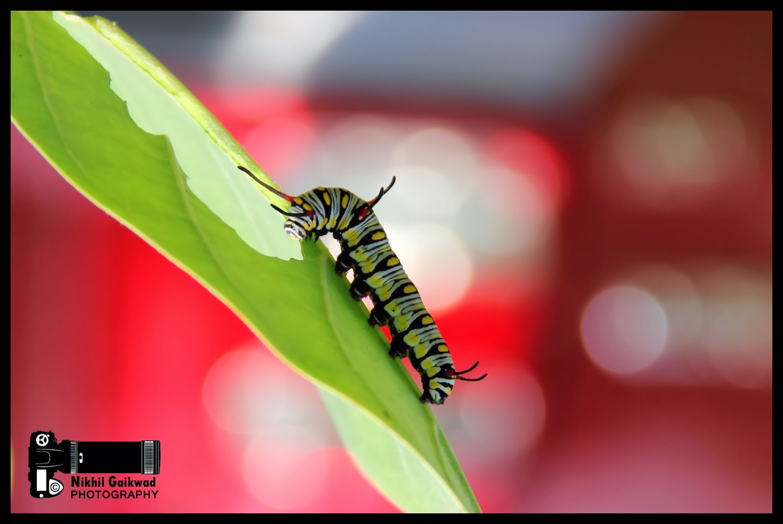 Moments Shoot's Photo Walk Butterfly Garden Ovalekarwadi on 1 Dec 2019