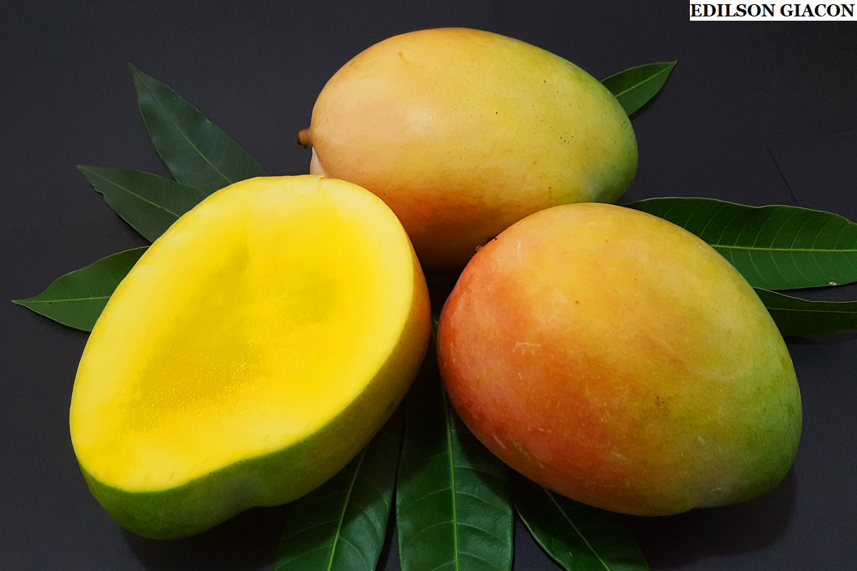 Viveiro Ciprest Plantas Nativas e Exóticas Manga Keitt ( Mangifera