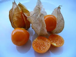 Physalis