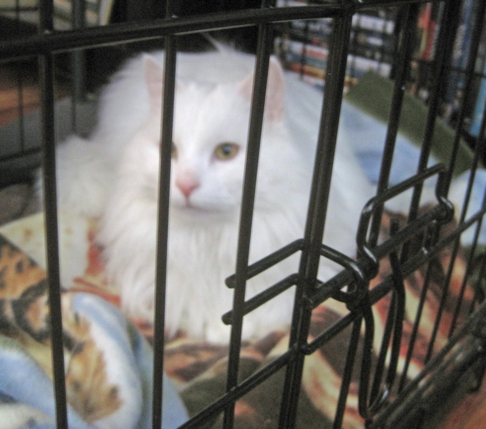 Our Furry Boys: Now that is a big cat cage!