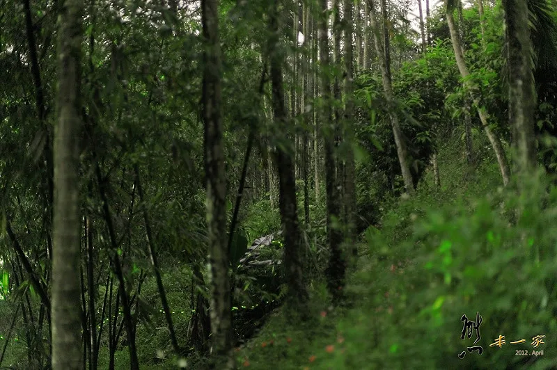 三峽賞螢下午茶|珍園|螢火蟲花園