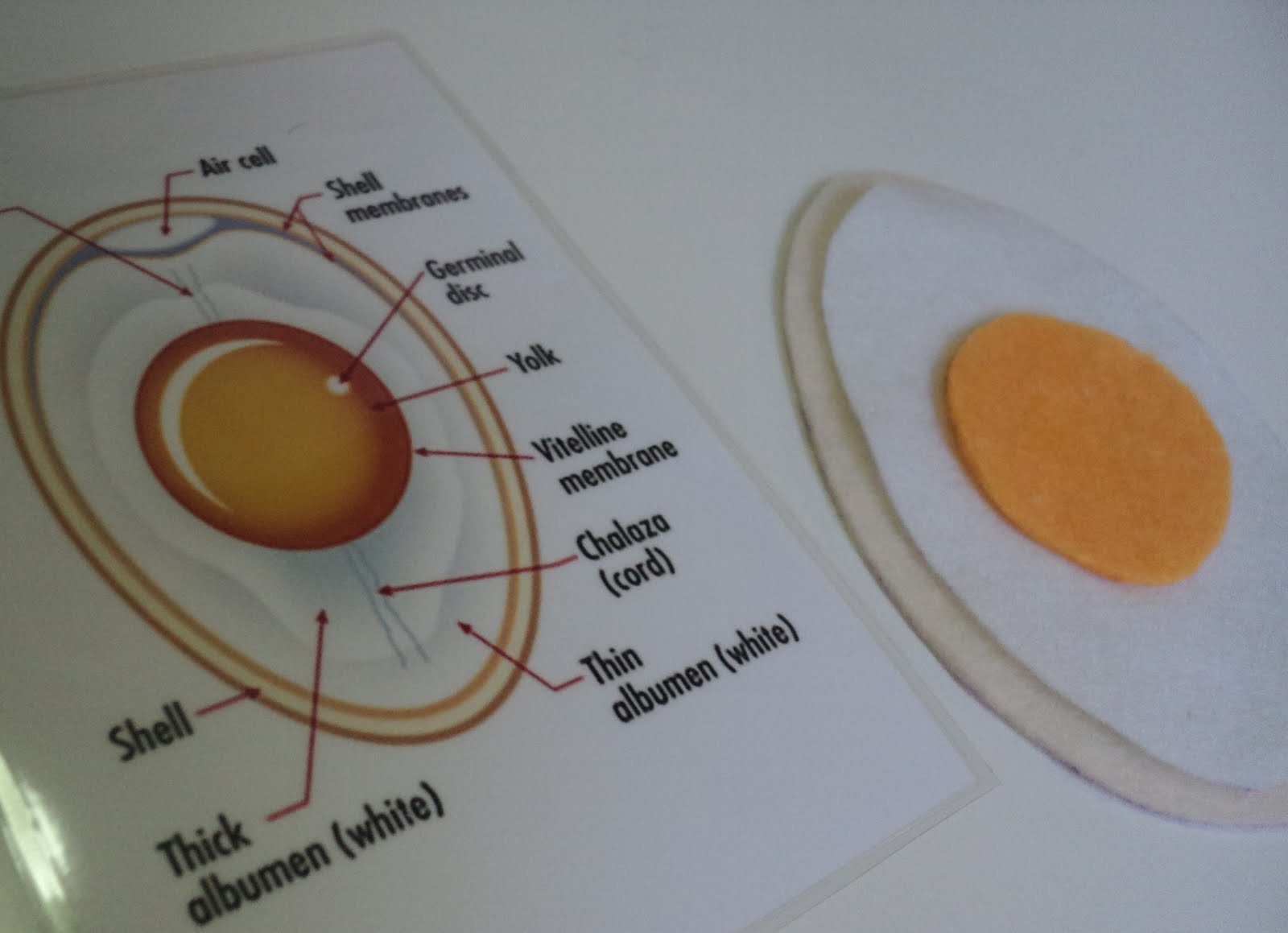 A Little Learning For Two Learning About Eggs