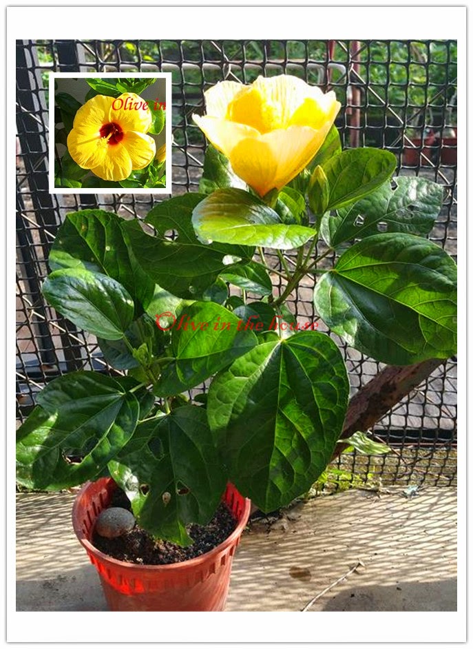 Olive in the house Single layer yellow hibiscus for sale