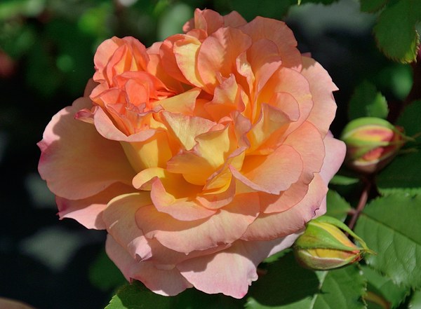 Pour L'Amour d'un Chateau rose photo роза Массад