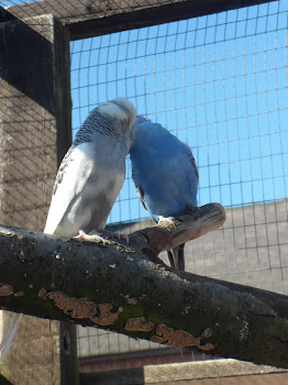 Meet 'Blue' and 'Pied'