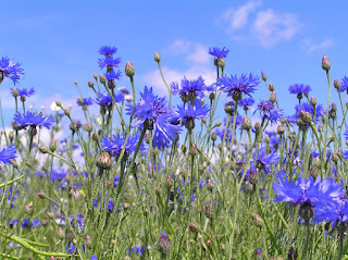 Энергия и магия лекарственных трав: где и как использовать, Энергетические магические и обережные свойства растений: где и как использовать, талисманы и обереги, народные поверья, как очистить дом с помощью растений, http://prazdnichnymir.ru/