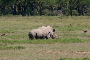 Rhino
