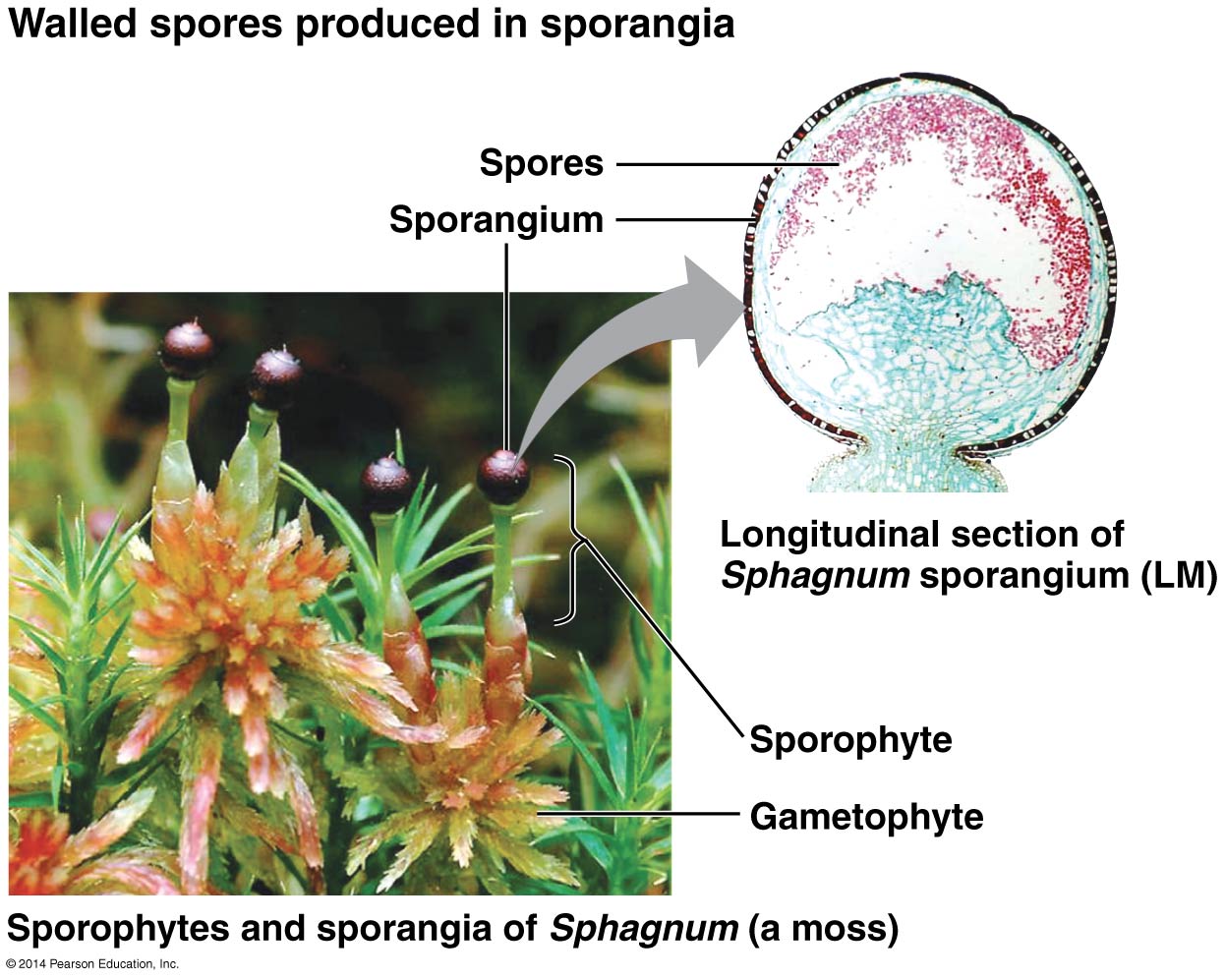 Liberate Your Ideas! Plant Diversity! How the Plants Move to Land? Part 1