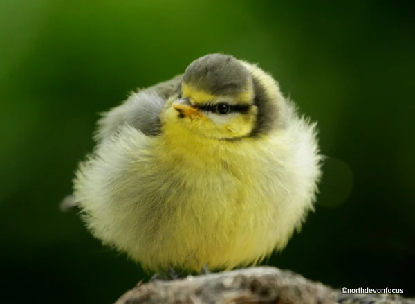 Blue Tit Fledgling - Photo copyright Pat Adams North Devon Focus