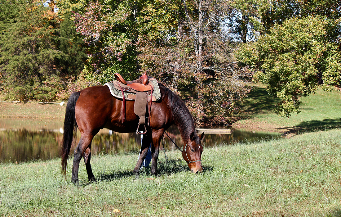 Just Horses Cooler Horsemanship Trail Riding Clinic