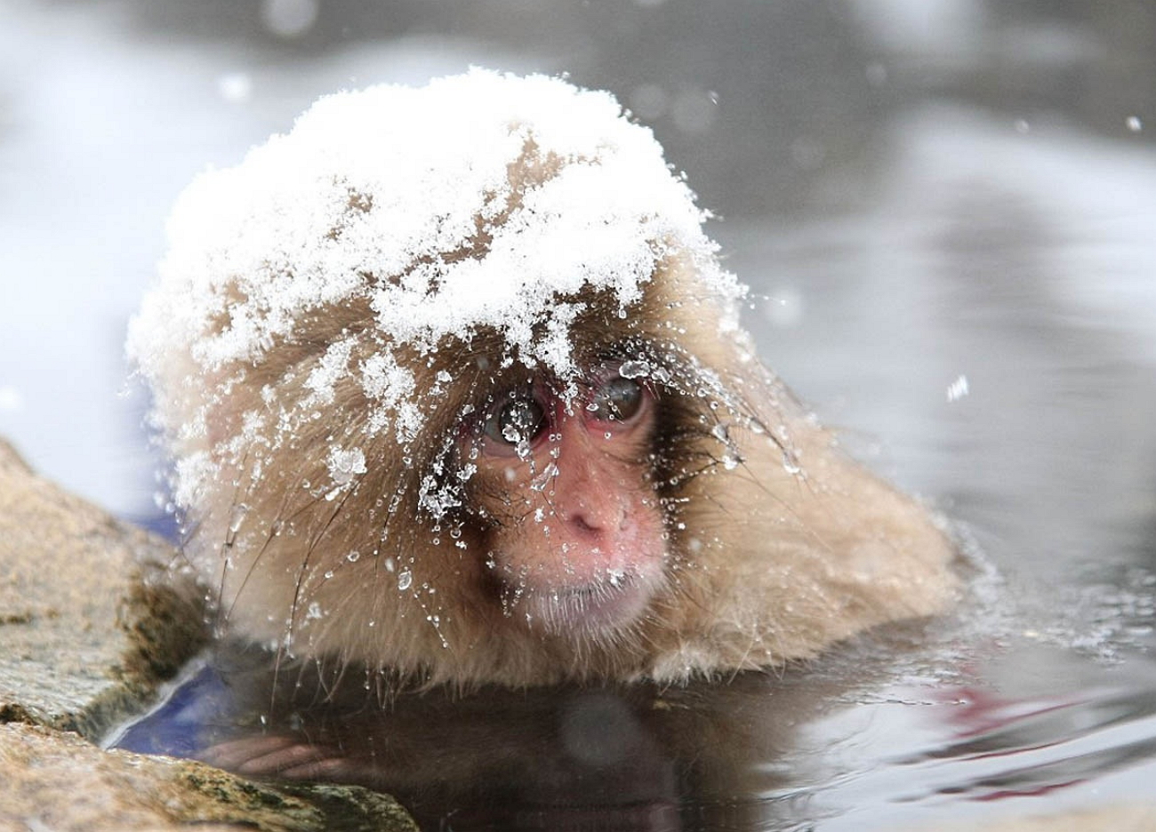 Купание обезьяны хоккей. Парк снежных обезьян Джигокудани. Макаки в Японии в термальных источниках. Японские обезьяны в термальных источниках. Снежные обезьяны в горячих источниках в Японии.