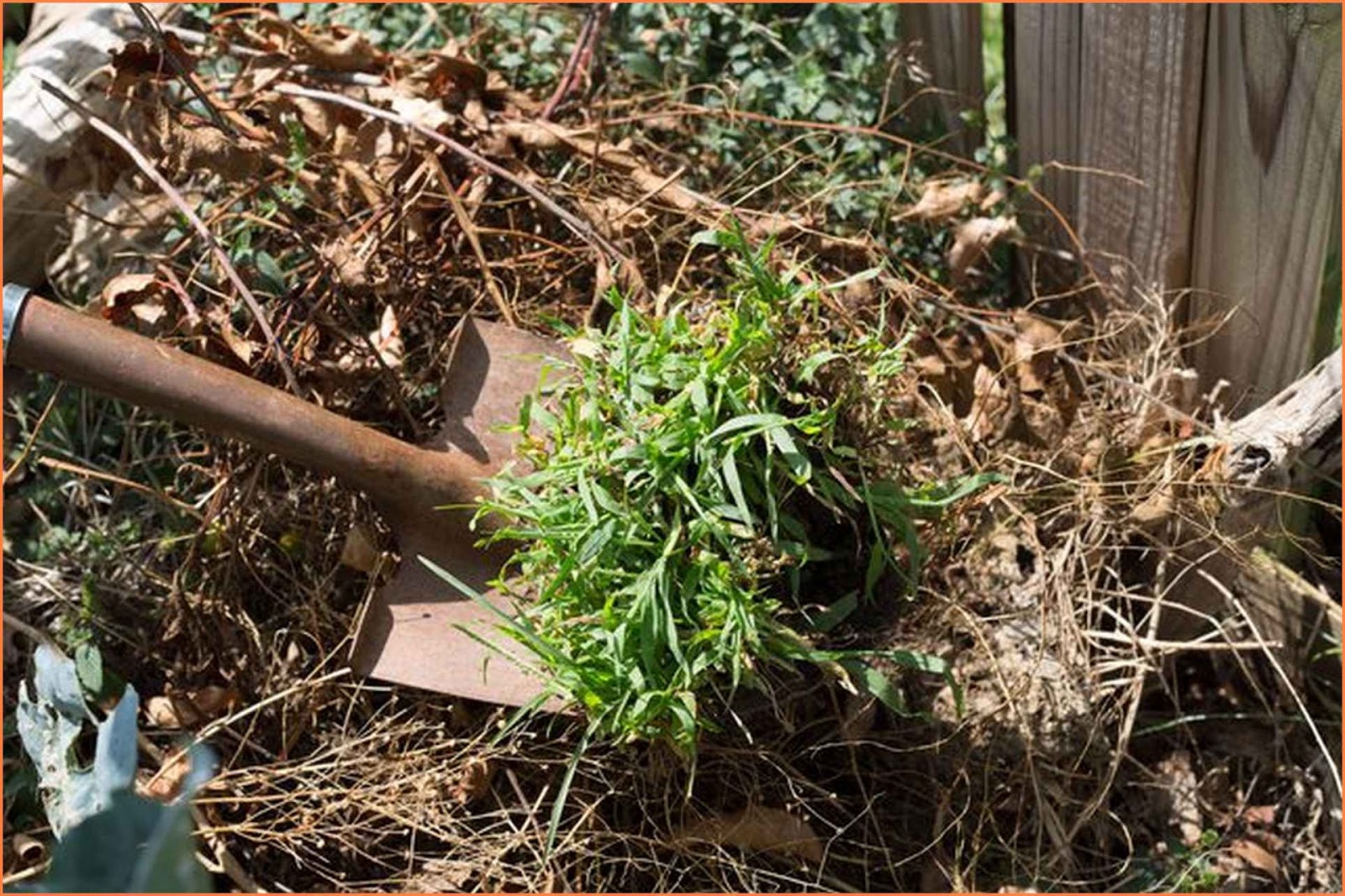 What Kills Grass And Weeds Permanently Caraway Seeds Health Benefits