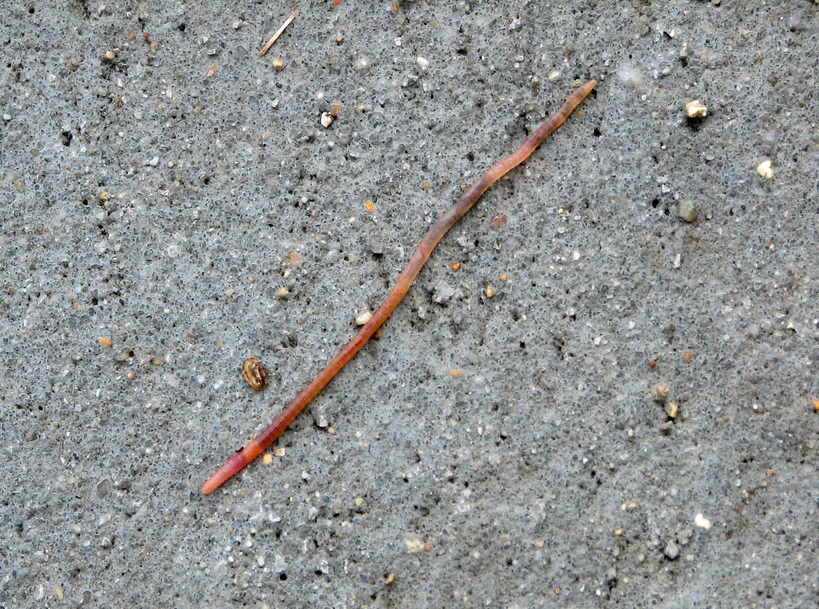 Velvet Sacks "The worms crawl in, the worms crawl out..."