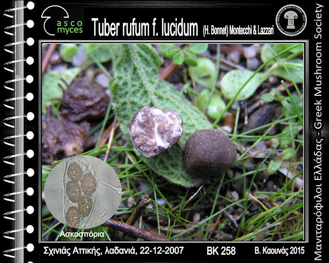 Tuber rufum f. lucidum (H. Bonnet) Montecchi & Lazzari
