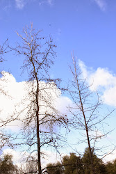tree silhouettes winter silhouette reveling trees