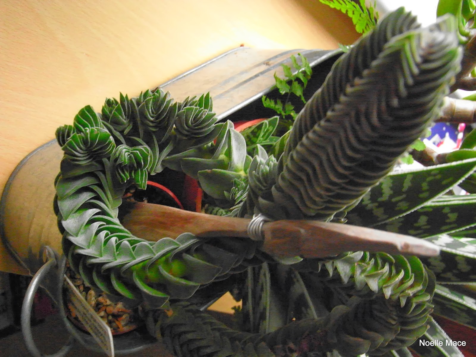 храм будды суккулент