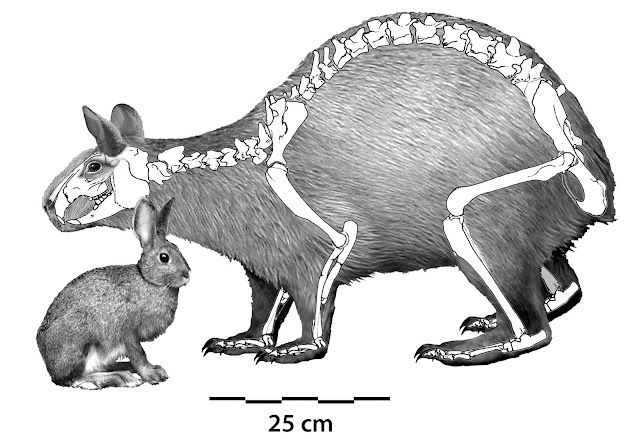 Extinct Animal of the Week: The Non-Precambrian Rabbit