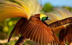 Cenderawasih burung surga