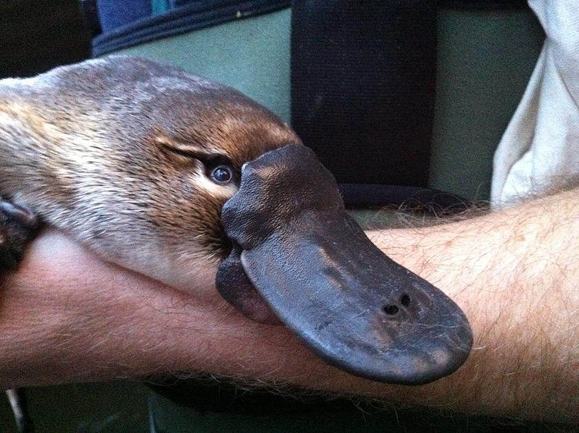 Jo Anne S Ramblings Creature Wednesday Platypus