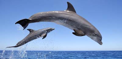 Cara hewan lumba-lumba berkembangbiak dengan sebagai air 20 Contoh