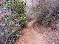 Van Tassel Ridge Trail in Fish Canyon, Angeles National Forest