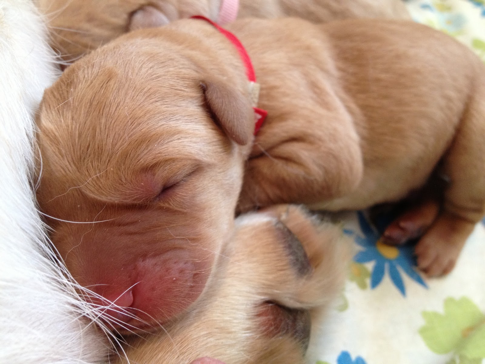 Whelpers Susquehanna Service Dogs: The Birthplace Litter
