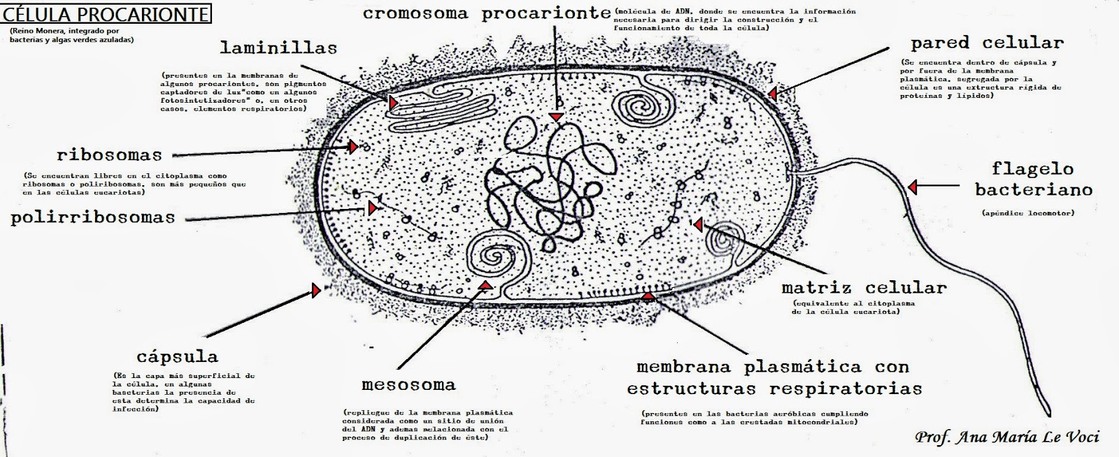 Biología: CÉLULA: