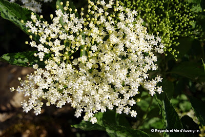 Fleurs de Sureau.