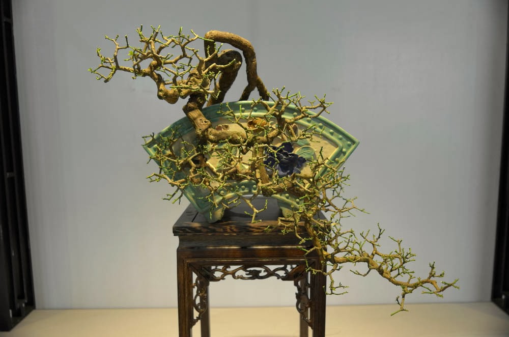 Yang Hsiu Bonsai 楊修: 2013