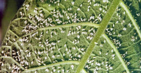 вредитель белокрылка вредитель белокрылка