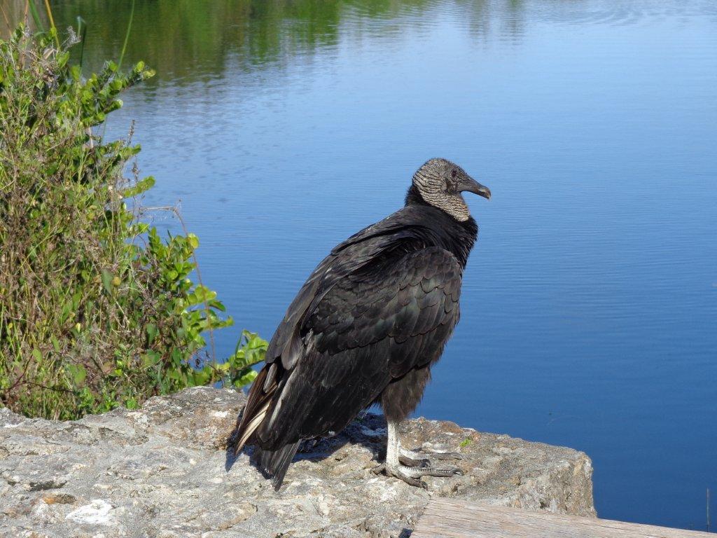 Travels Without Charley Enjoying Steinbeck's America 1/20 Everglades