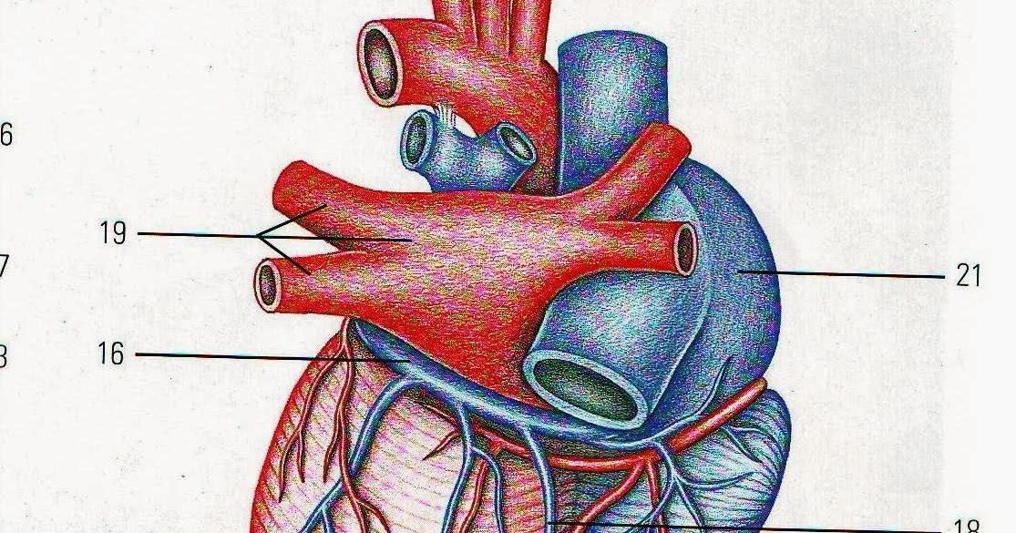 Sinus coronarius. Sinus coronarius. Sinus coronarius. Sinus coronarius. Венечный синус (sinus coronarius).