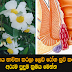 නා ශාකය භාවිතා කරලා ලෙඩ රෝග සුව කරගන්න අරුම පුදුම ක්රමය මෙන්න