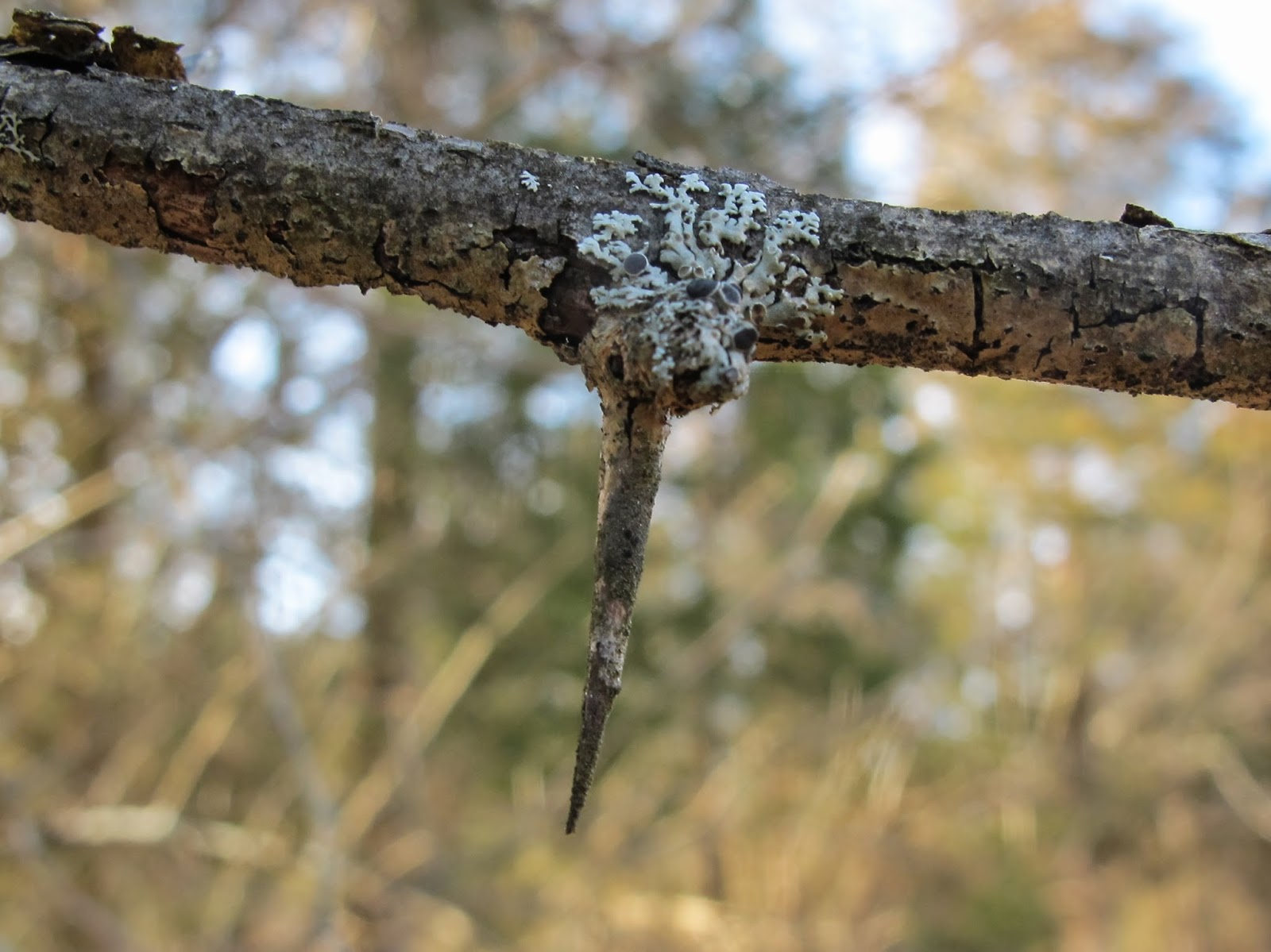 Blue Jay Barrens: Osage-orange