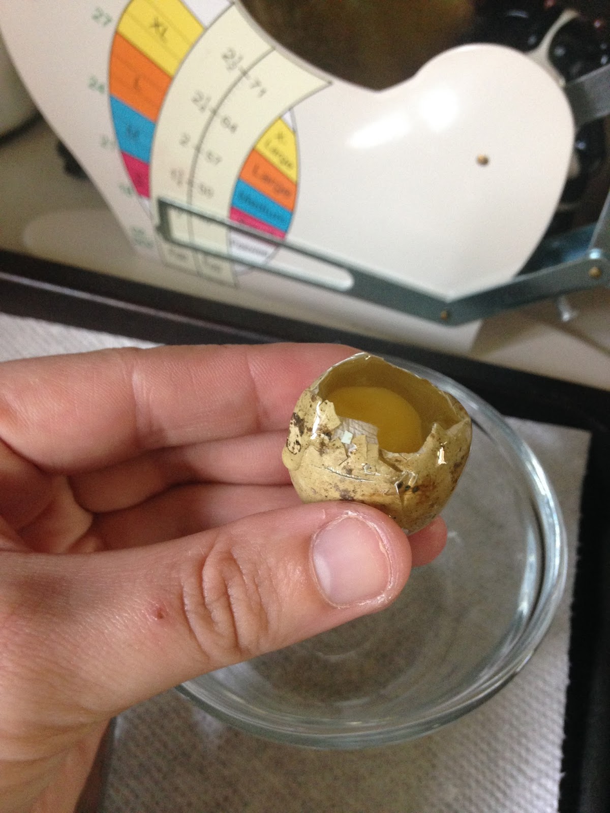 Midnight Acres Farm How to Crack a Quail Egg