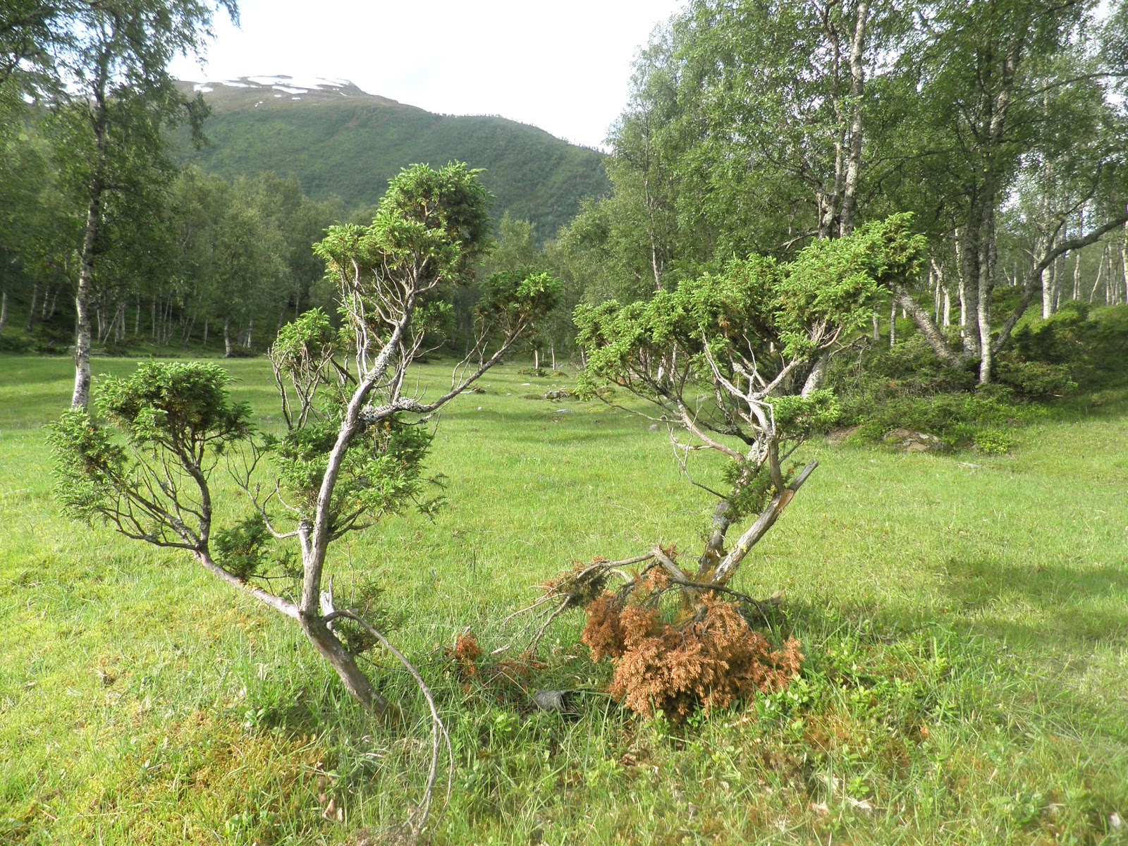The Tree Blog Norway