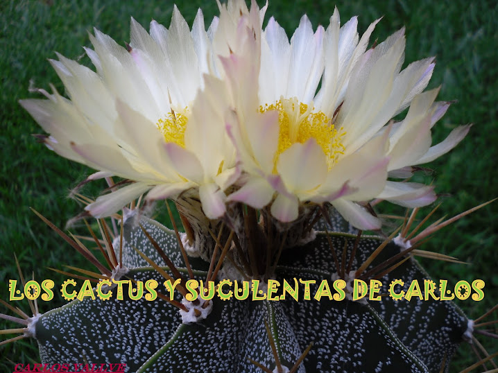 LOS CACTUS Y SUCULENTAS DE CARLOS